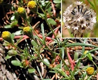 Picradeniopsis multiflora