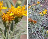 Picradeniopsis oppositifolia