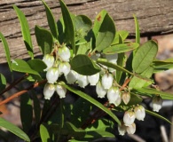 Pieris phillyreifolia