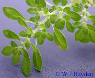 Pilea microphylla