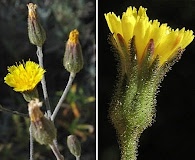 Pilosella arguta