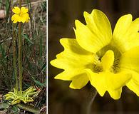 Pinguicula lutea