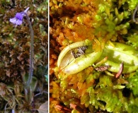 Pinguicula villosa