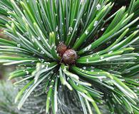 Pinus aristata