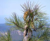 Pinus attenuata