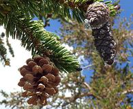 Pinus balfouriana