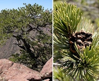 Pinus cembroides