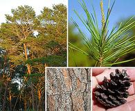 Pinus clausa