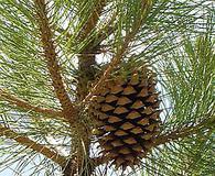 Pinus coulteri