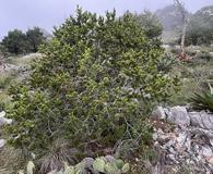 Pinus culminicola