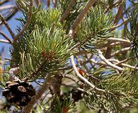 Pinus edulis