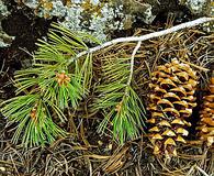 Pinus flexilis