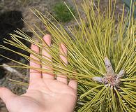 Pinus ponderosa