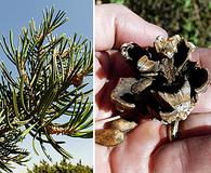 Pinus quadrifolia