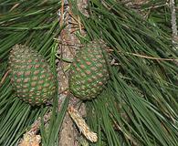 Pinus radiata