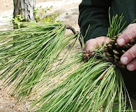 Pinus taeda