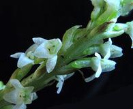 Piperia candida