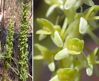 Piperia michaelii