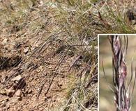 Piptochaetium fuscum