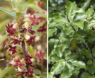 Pittosporum tenuifolium