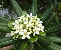 Pittosporum tobira