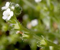 Plagiobothrys bracteatus