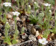 Plagiobothrys tenellus