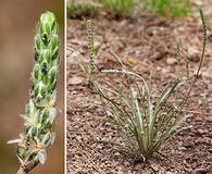 Plantago argyrea