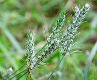 Plantago aristata