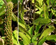 Plantago australis