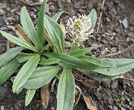 Plantago canescens