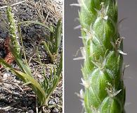 Plantago coronopus