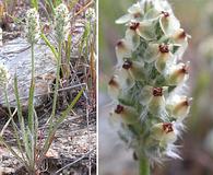 Plantago erecta