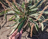 Plantago eriopoda