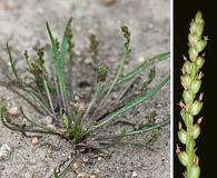 Plantago heterophylla