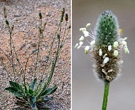 Plantago lanceolata