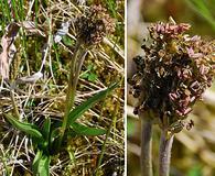 Plantago macrocarpa