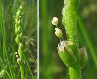 Plantago pusilla