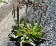 Plantago subnuda