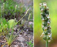 Plantago wrightiana