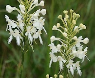 Platanthera blephariglottis