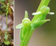 Platanthera chorisiana