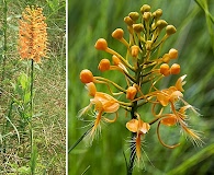 Platanthera ciliaris