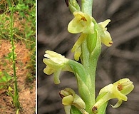 Platanthera cooperi