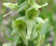 Platanthera huronensis