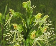 Platanthera lacera