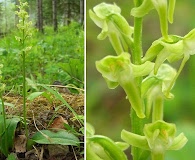 Platanthera obtusata