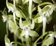 Platanthera orbiculata