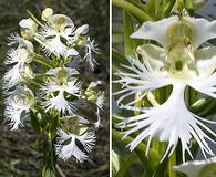 Platanthera praeclara