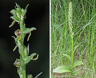 Platanthera purpurascens